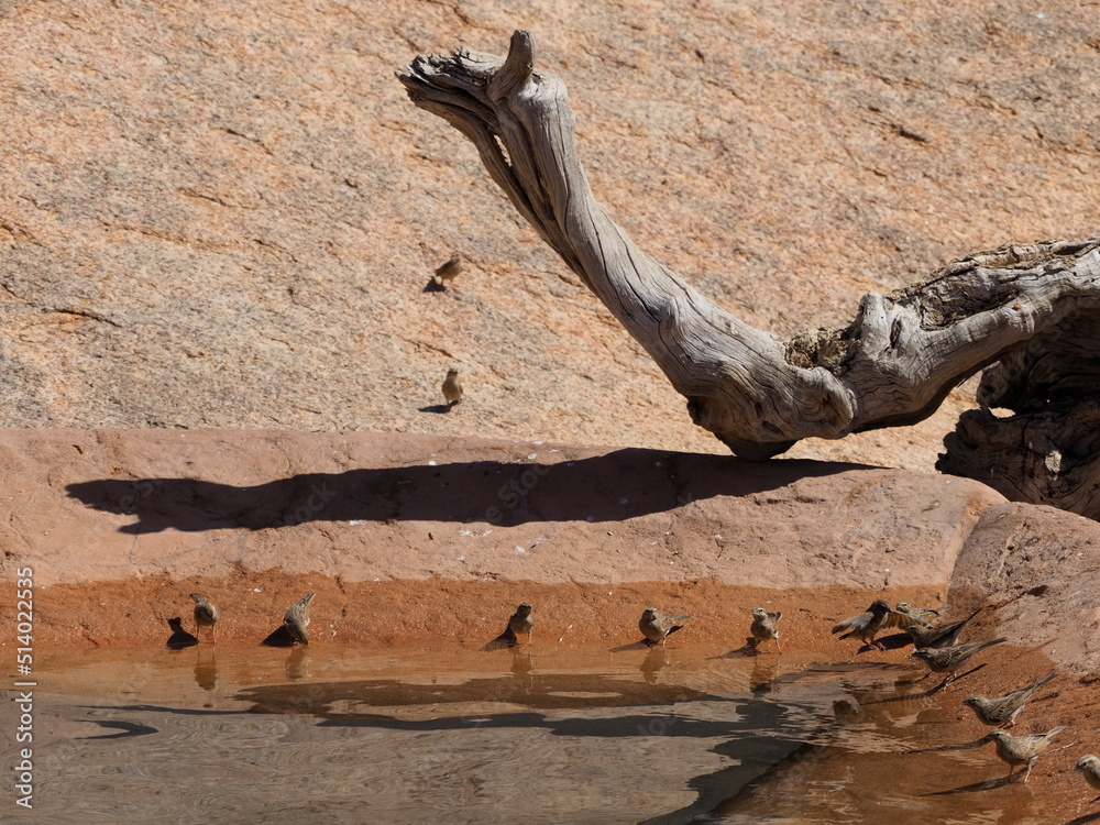 Canaries at a rock pool in Namibia