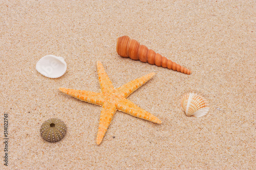 Muscheln und Seestern im Sand