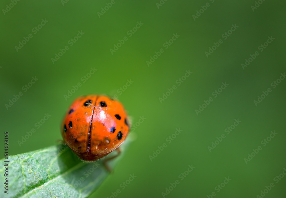 The invasive Asian Lady Beetle is found in our yard in Windsor in Upstate NY this summer, Orange spotted ladybug on a green plant shot as macro. The invasive Asian Lady Beetle is found in our yard in Windsor in Upstate NY this summer, Orange spotted ladybug on a green plant shot as macro.