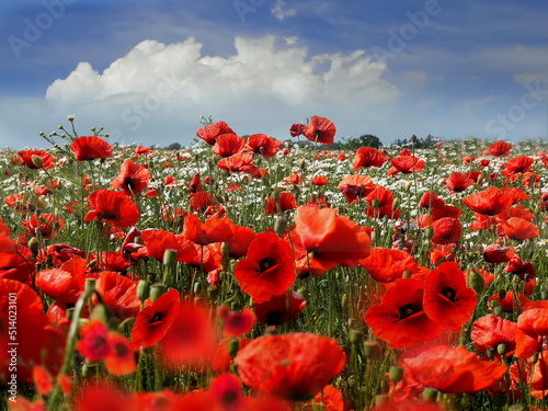  red poppy flowers on wild field white clouds on blue sky and sea rock stone summer nature landscape