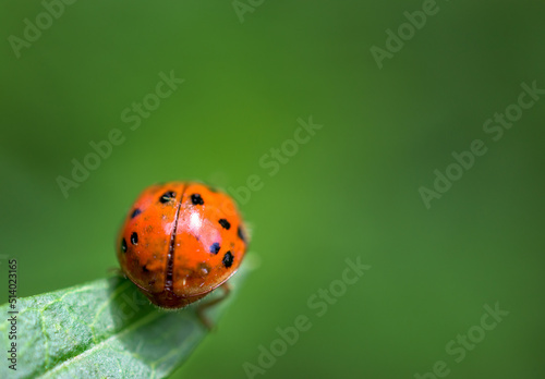 The invasive Asian Lady Beetle is found in our yard in Windsor in Upstate NY this summer,  Orange spotted ladybug on a green plant shot as macro. photo