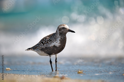 Black-Bellied Plover wild sea birdlooking for food on seaside in summer photo