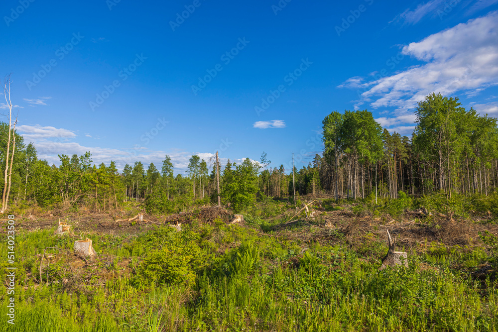 Beautiful view of summer landscape with cutting down forest trees. Sweden. Beautiful view of summer landscape with cutting down forest trees. Sweden.