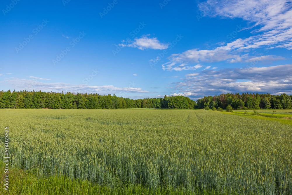 Beautiful view of wheat field in early summer on blue sky background. Agriculture concept. Sweden.