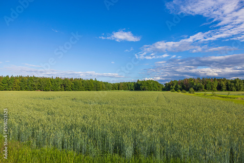Beautiful view of wheat field in early summer on blue sky background. Agriculture concept. Sweden.