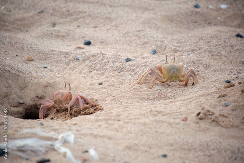 Close up of wild crab hiding in sand hole on sea beach photo
