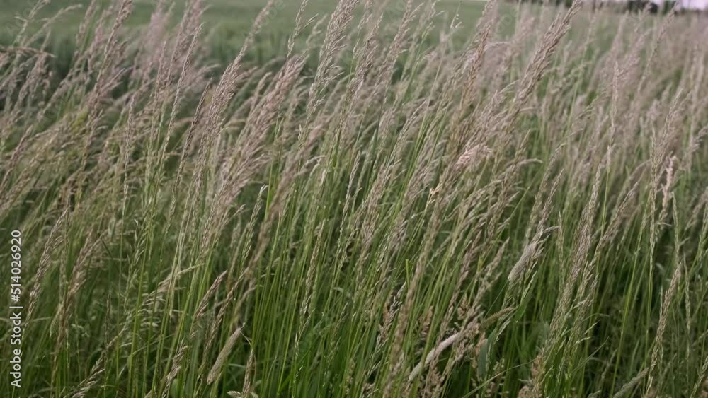 Wind Blowing On the Green Grass swayed in the wind. Field of grass. Wind Blowing On the Green Grass swayed in the wind. Field of grass.