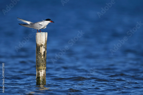 Common tern // Flussseeschwalbe (Sterna hirundo) photo