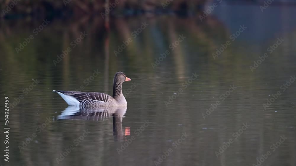 Greylag goose swimming on the lake, spring, lower saxony, (anser anser), germany Greylag goose swimming on the lake, spring, lower saxony, (anser anser), germany