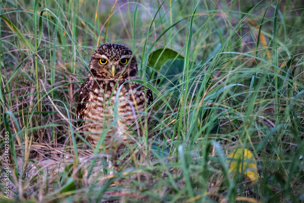 owl owl