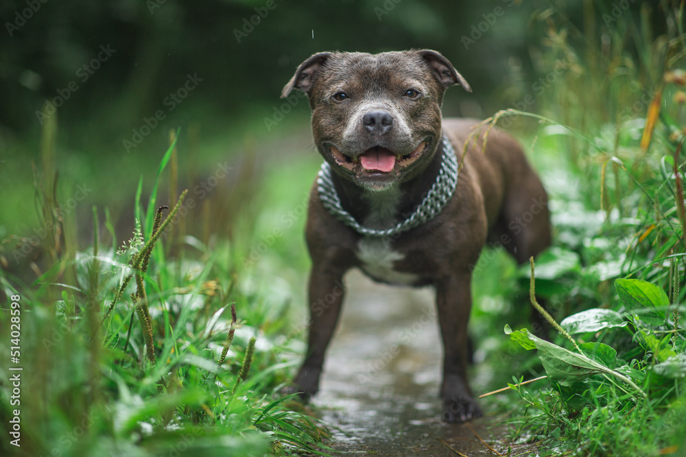 Dog in the rain walking in park