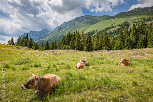 Beautiful nature. Grazing cows with an amazing view of mountain hiking trail road. Italy Malga Montasio Forca Disteis