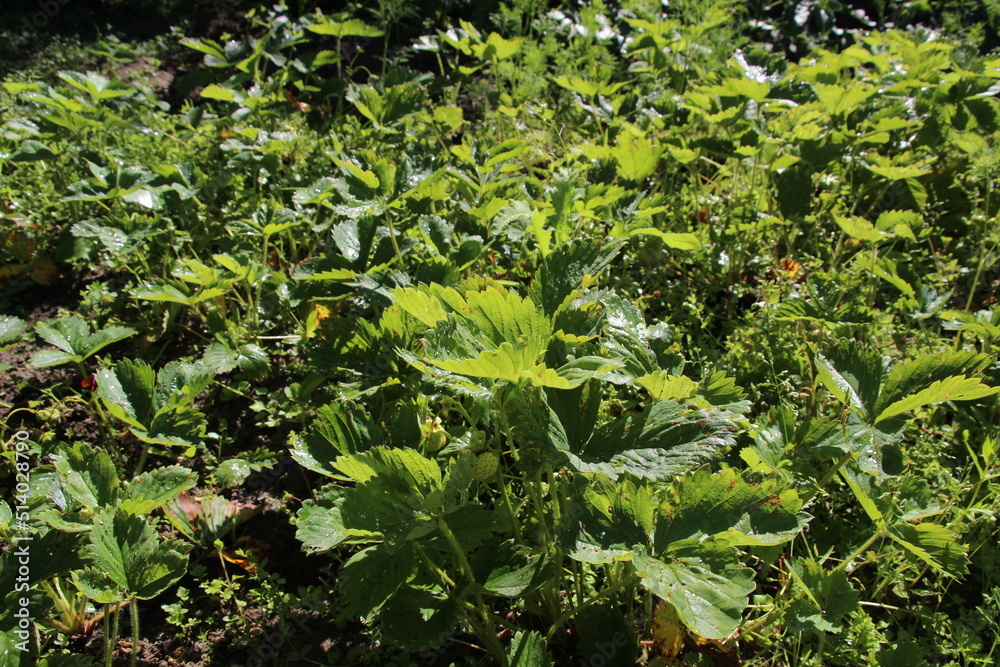 strawberry field in summer sun light strawberry field in summer sun light