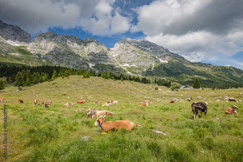 Beautiful nature. Grazing cows with an amazing view of mountain hiking trail road. Italy Malga Montasio Forca Disteis