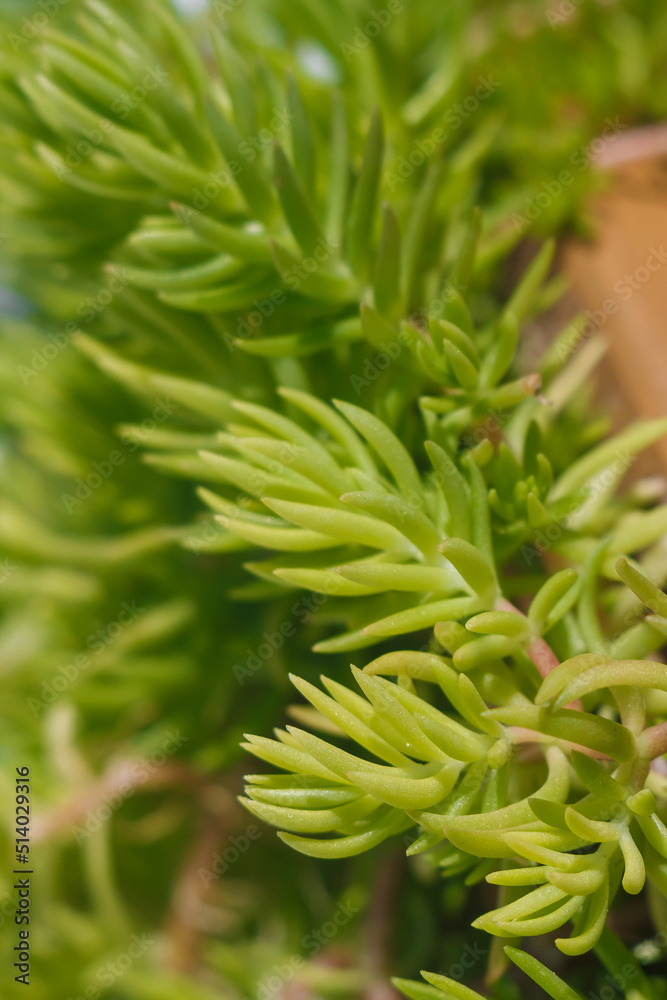 soft focused macro shot of green plant details, capture with Ussr lens Industar 61LD soft focused macro shot of green plant details, capture with Ussr lens Industar 61LD