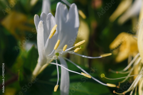 soft focused macro shot of honeysuckle or woodbine flowers, lonicera periclymenum photo