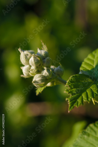 soft focused macro shot of green branch with flower buds before flowering and fresh green foliage, spring time flora
