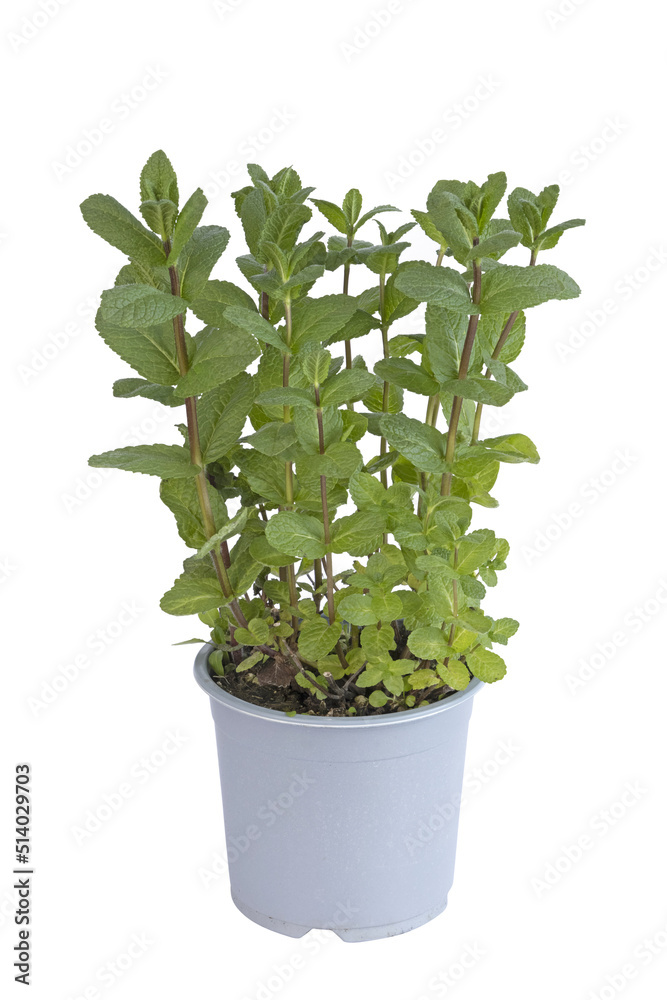 Fototapeta premium Pot de menthe