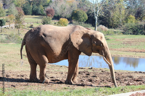 Photography elephants in the wild