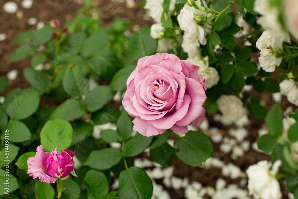 Beautiful pink rose in a garden. Neat pink bud on a background of green leaves and white petals. Beautiful pink rose in a garden. Neat pink bud on a background of green leaves and white petals.
