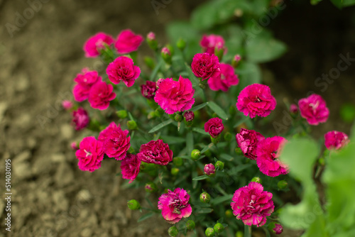 Bush purple carnation In the garden