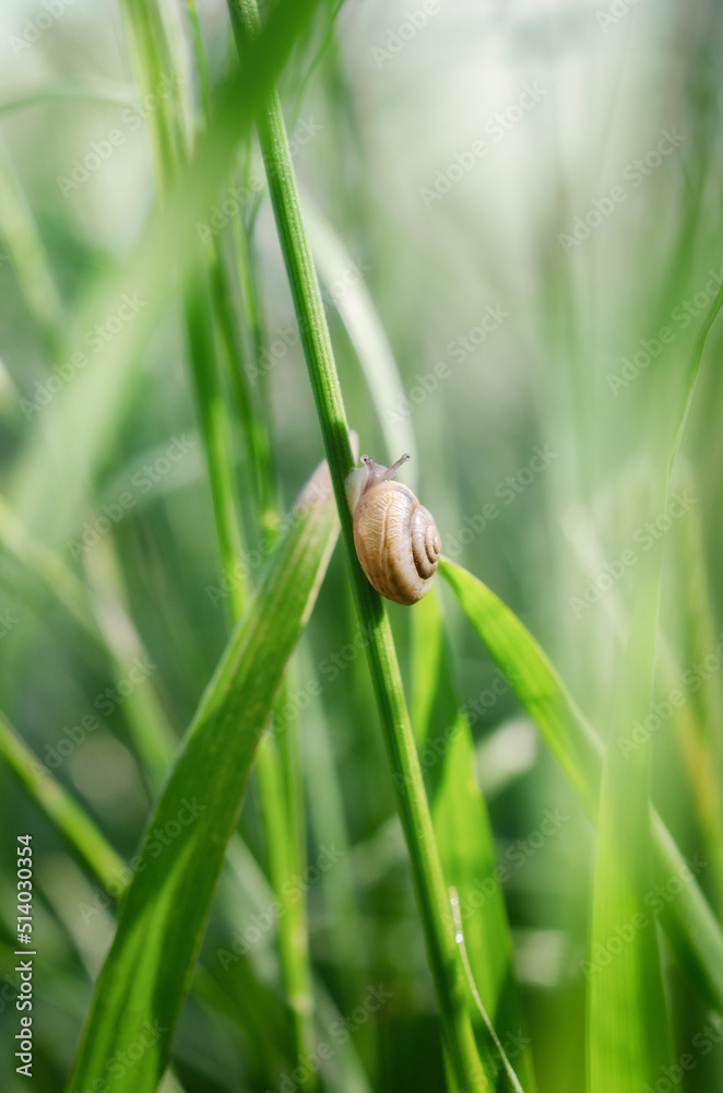 Two snails close-up on a meadow plant Two snails close-up on a meadow plant