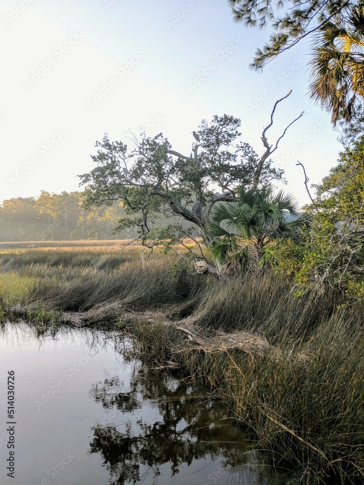 tree in the marsh of charleston, sc tree in the marsh of charleston, sc