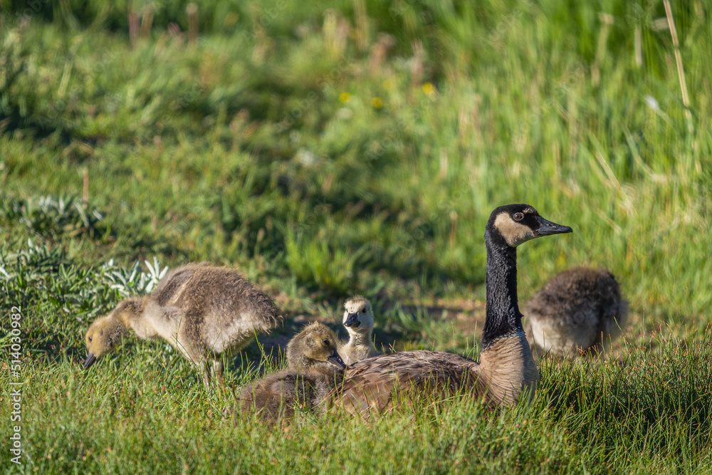 canada goose and goslings on the grass canada goose and goslings on the grass