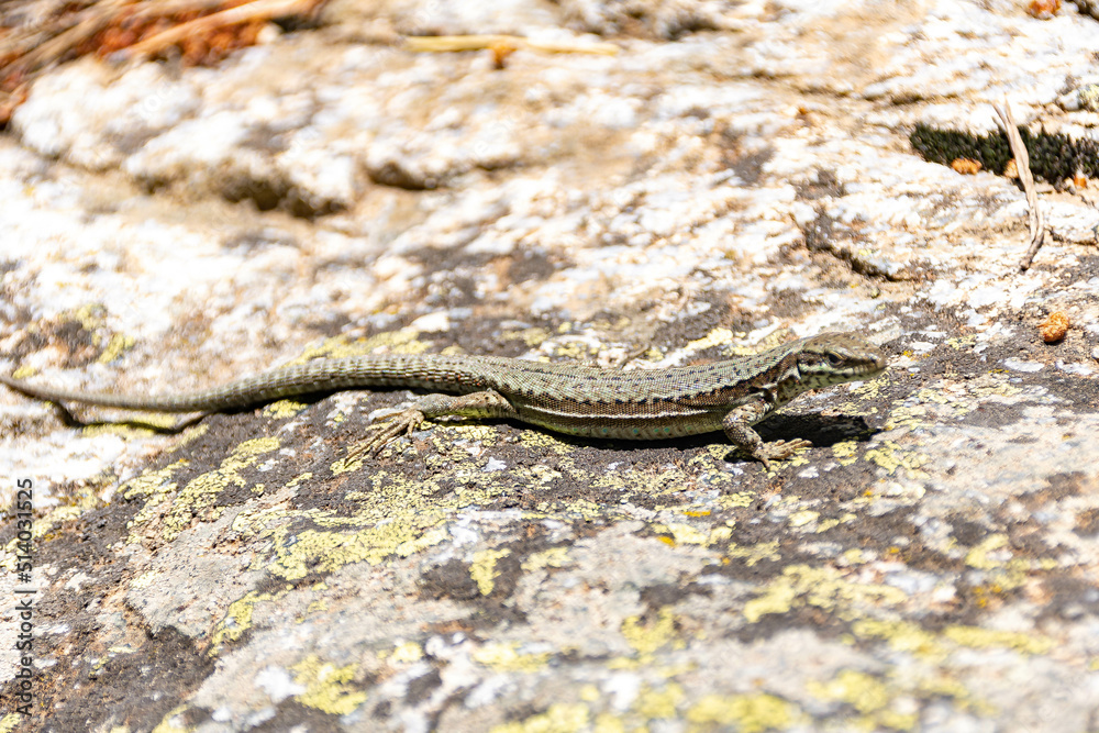lizard on a rock lizard on a rock