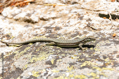 lizard on a rock