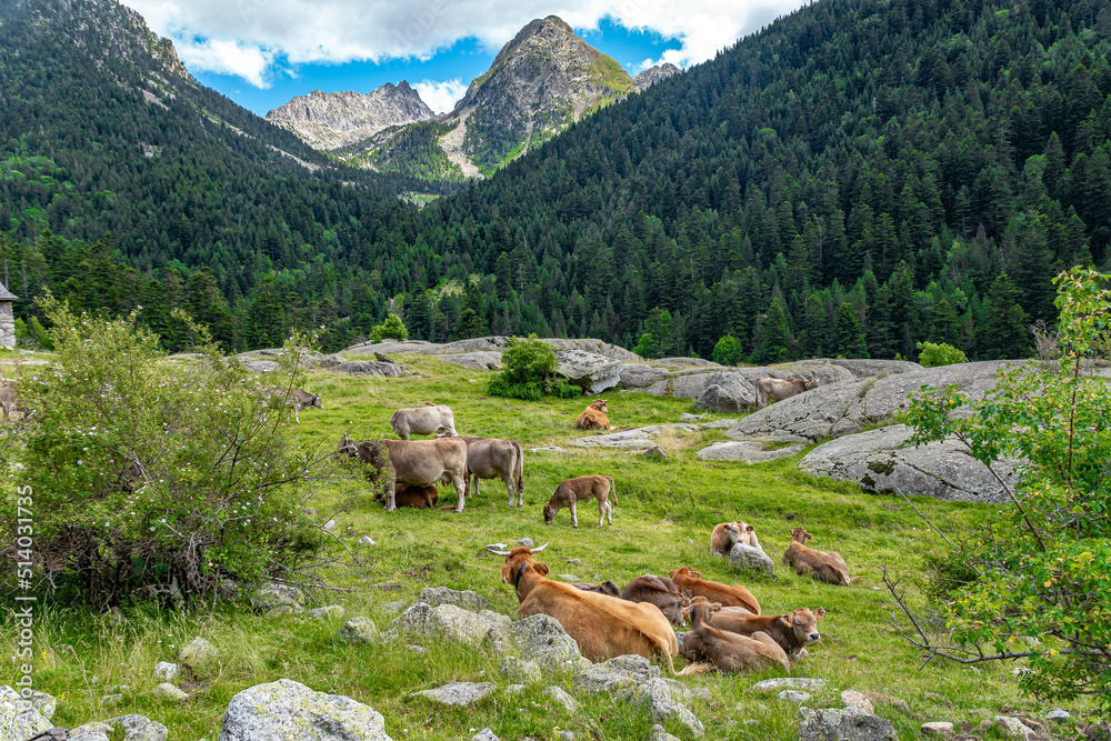 Pyrenees landscape with cows
