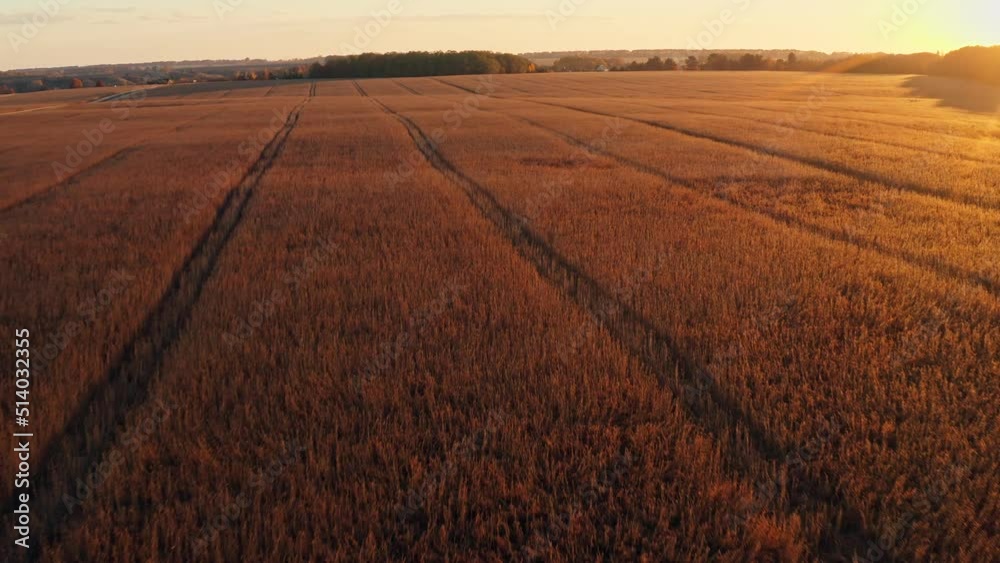Harvesting combine field food agriculture wheat sunset food working Harvesting combine field food agriculture wheat sunset food working