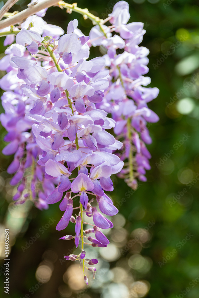Wisteria sinensis (Chinese wisteria) in full bloom at spring Wisteria sinensis (Chinese wisteria) in full bloom at spring