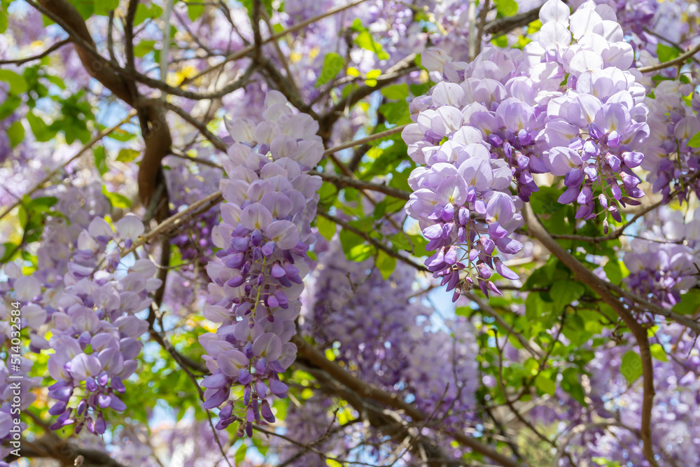 Wisteria sinensis (Chinese wisteria) in full bloom at spring