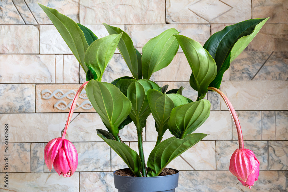 Medinilla magnifica (showy medinilla, rose grape, Philippine orchid) plant