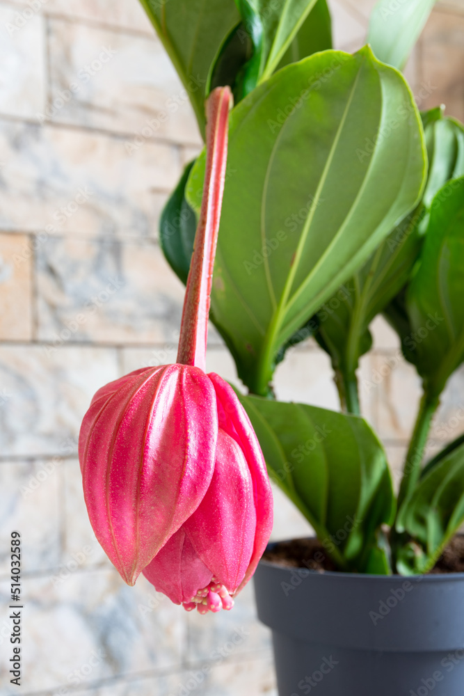 Medinilla magnifica (showy medinilla, rose grape, Philippine orchid) plant