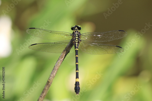 Banded Dragonfly,a black with yellow dragonfly sitting on the tree branch in the garden