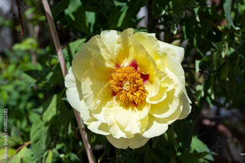Fototapeta Naklejka Na Ścianę i Meble -  Paeonia Bartzella (Itoh peony) yellow