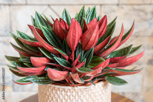 Peperomia caperata rosso variety in pot