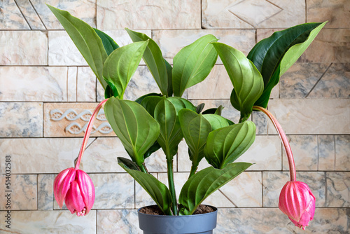 Obraz na płótnie Medinilla magnifica (showy medinilla, rose grape, Philippine orchid) plant w salonie