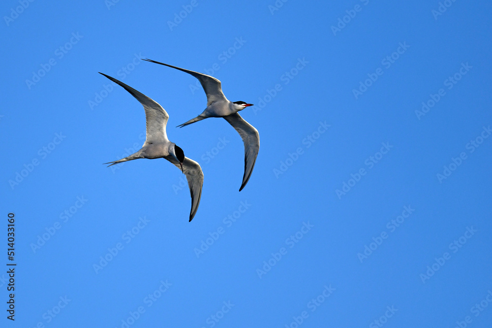 Obraz premium Common tern // Flussseeschwalbe (Sterna hirundo)