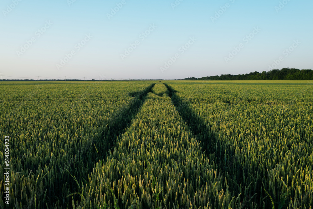 Beautiful field of wheat in summer with car tracks stretching into the distance during sunset Beautiful field of wheat in summer with car tracks stretching into the distance during sunset