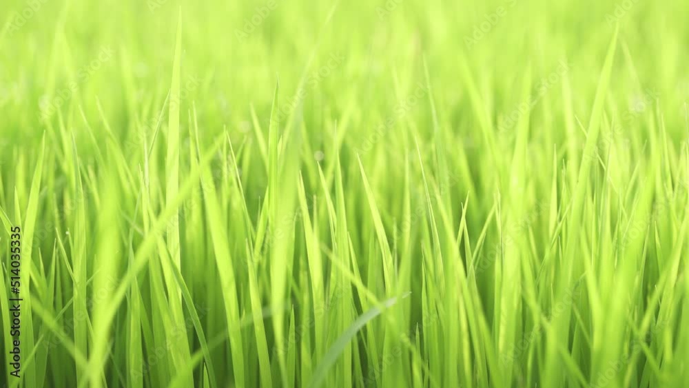Fresh vivid green grass illuminated by bright sunlight swaying in the wind. Static shot. 4K Fresh vivid green grass illuminated by bright sunlight swaying in the wind. Static shot. 4K