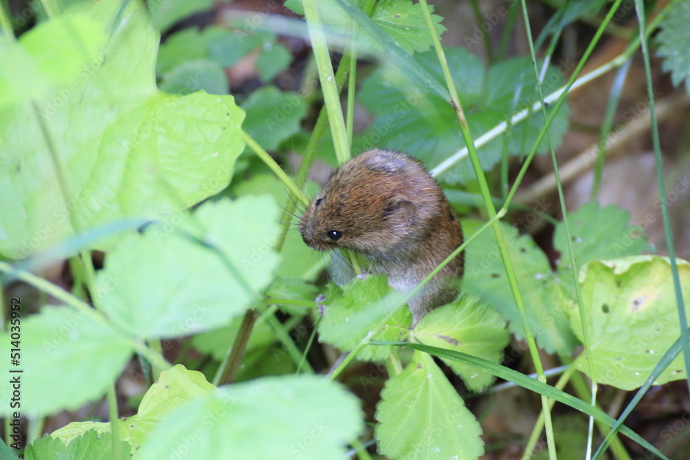 Waldmaus (Apodemus sylvaticus) Waldmaus (Apodemus sylvaticus)