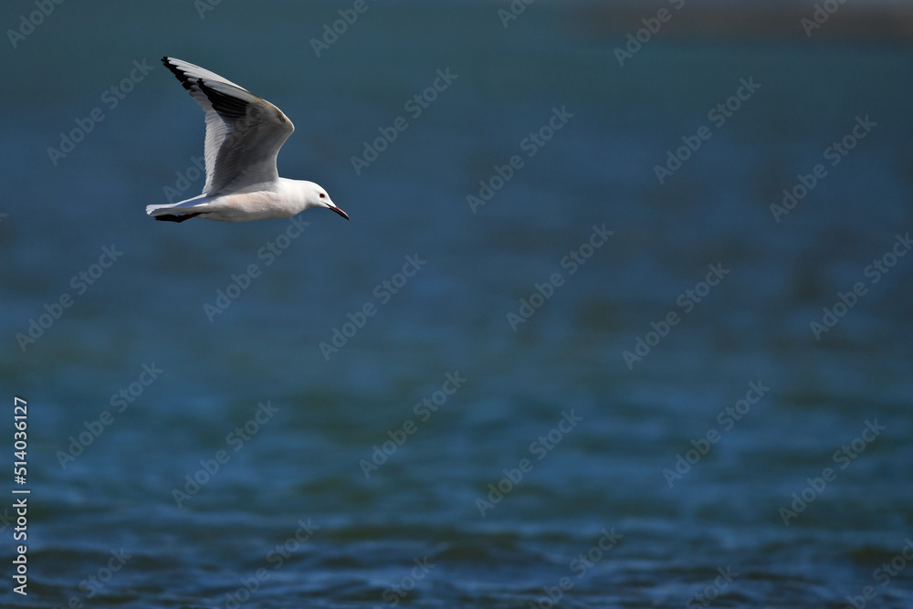 Dünnschnabelmöwe // Slender-billed gull (Chroicocephalus genei) - Griechenland // Greece