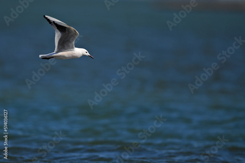 Dünnschnabelmöwe // Slender-billed gull (Chroicocephalus genei) - Griechenland // Greece © bennytrapp