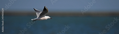 Slender-billed gull // Dünnschnabelmöwe (Chroicocephalus genei) - Greece // Griechenland