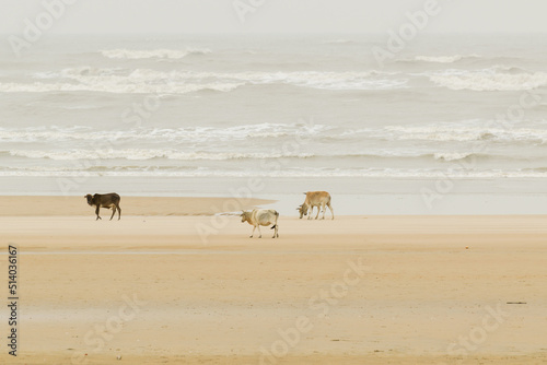 Tajpur sea beach - bay of Bengal, India. View of cows roaming on beach sand with bay of Bengal in the background. photo