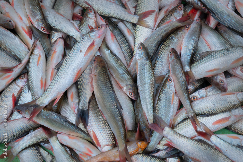 Labeo bata, commonly known as bata fish, displayed for sale at Territy Bazar, Kolkata, West Bengal, India.. Labeo bata, commonly known as bata fish, displayed for sale at Territy Bazar, Kolkata, West Bengal, India..