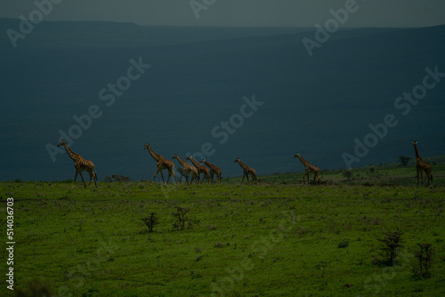 Photography herd of giraffes running in african serengeti